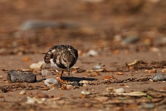 David Plant Photography - Wildlife Photographer - Turnstone - G
